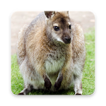 Cover Image of Download Wallaby Wallpaper HD 1.0 APK