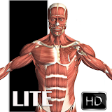 Visual Anatomy Lite icon