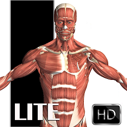 Visual Anatomy Lite հավելվածի պատկերակի նկար