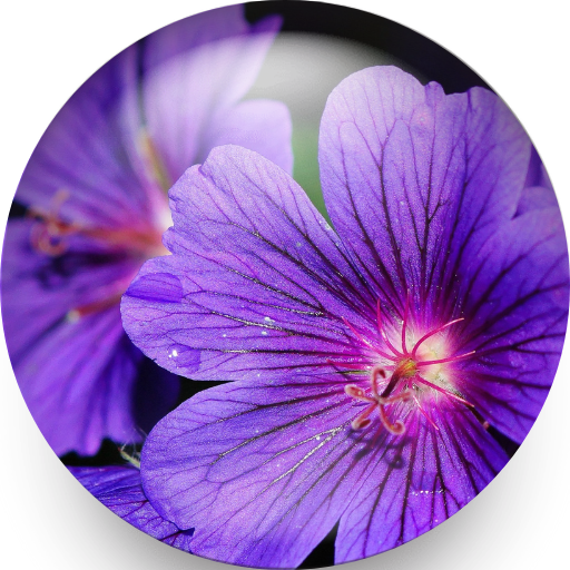 Flower Wallpapers HD logo