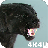 4K Puma vs Cat Video Live Wallpaper icon