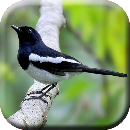 Kicau Kacer Betina Gacor Mp3