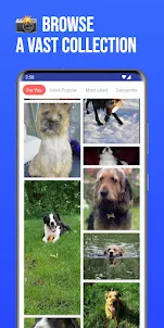 Doggie Gallery - Pics of Dog