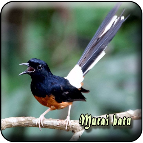 terapi burung murai batu malaysia