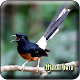 Masteran Murai Batu Medan Offline Download on Windows