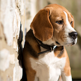 beagle wallpapers free icon