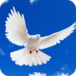 Cover Image of Download Pigeon HD Wallpaper  APK