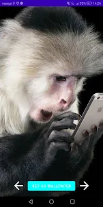 Funny Monkey Wallpapers