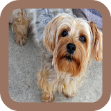 Yorkie Puppy Wallpapers icon
