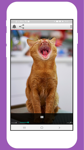 Sounds Cats Screen 3