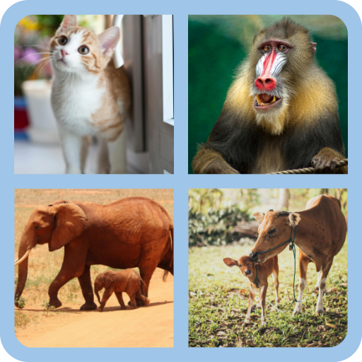 Wildlife Quiz: Guess Animal