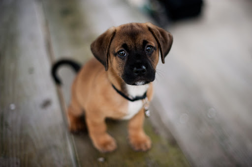 Android application Boxer Dog Wallpapers screenshort
