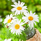 Daisy Wallpapers icon