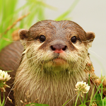 Cover Image of ดาวน์โหลด The Otter 1.0.2 APK