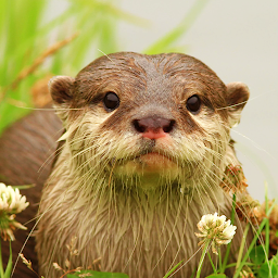 The Otter: Download & Review