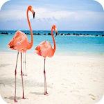 Cover Image of Herunterladen Flamingo HD Wallpaper  APK