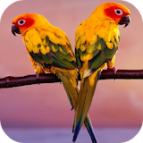 Birds 3D Live Wallpapers icon