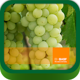 BASF México-Cultivo de la Uva icon