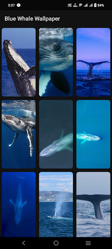 Blue Whale Wallpaper Screen 3
