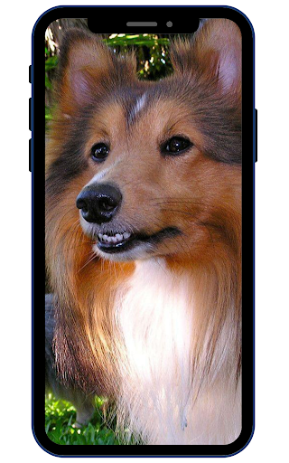 Shetland sheepdog Wallpapers Screen 2