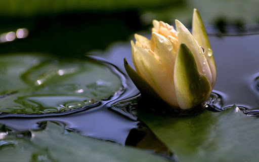 Water Lily Wallpaper HD Screen 2