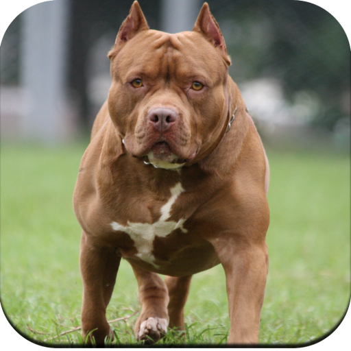 Pitbull Dog Wallpaper 4K - Ứng dụng trên Google Play
