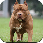 Cover Image of Download Pitbull Dog Wallpaper 4K  APK