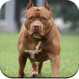 Icon image Pitbull Dog Wallpaper 4K
