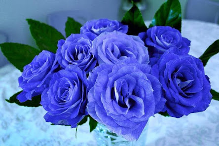 Imágen 10 Rosas Hermosas para ti con Amo android