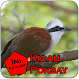 Kicau Poksay Gacors icon