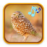 Owl Sound Collection icon