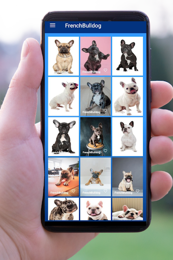 Dog Images - Dog Wallpapers