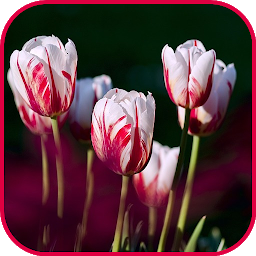 Icon image Tulips Wallpaper & Images