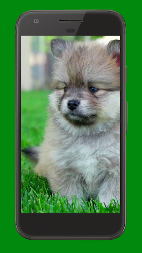 Android application Cute Puppies Video Wallpaper screenshort