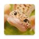 Gecko Reptile Wallpaper Download on Windows