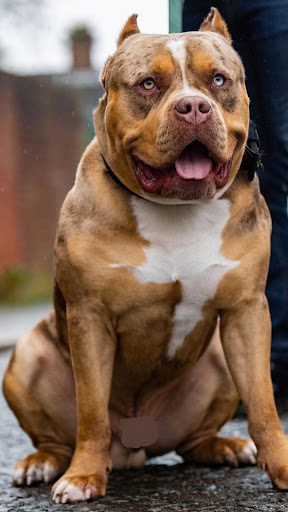 American Pitbull Wallpapers Screen 3