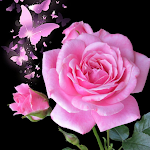 Cover Image of Download Rose Wallpaper Pink 1.0 APK