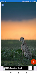 Cheetah Wallpapers: HD Images, Free Pics download