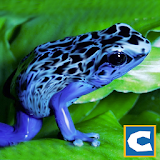 Frog Survival Simulator icon