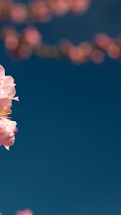 Spring blossoms Wallpaper
