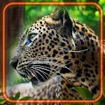 Cover Image of डाउनलोड Leopards Wilds Cats 1.3 APK