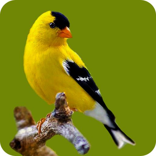Bird Wallpaper HD Download on Windows