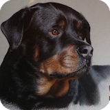 Rottweiler Live Wallpaper icon