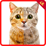 Cover Image of ダウンロード Cats Wallpapers  APK