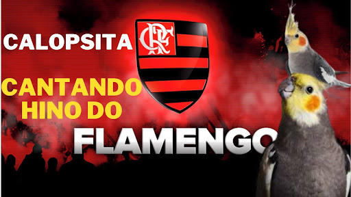 Hino do Flamengo pra Calopsita Screen 2