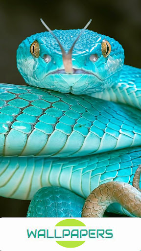 Snake Wallpapers HD Screen 3