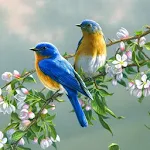 Cover Image of Download 70 Bird Sounds and Ringtones 1.5 APK