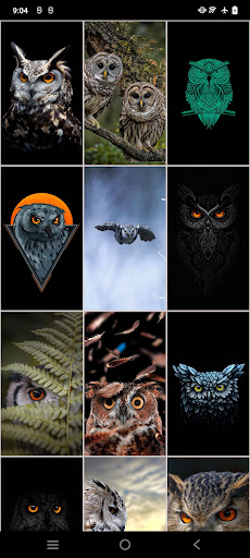 Owl Wallpapers: Night predator Screen 2
