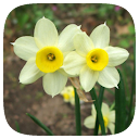 HD Wallpaper - Daffodils Flower icon