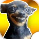 Cover Image of ดาวน์โหลด 🐶 Chihuahuas Stickers : Stickers de Chihuahuas 💖 1.0 APK